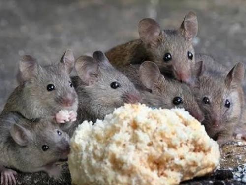 5 Cara Ampuh Usir Tikus dari Rumah, Nomor 3 Jarang Diketahui!